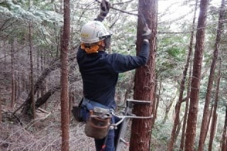 枝打ち：木の生長に合わせて2～6m程度